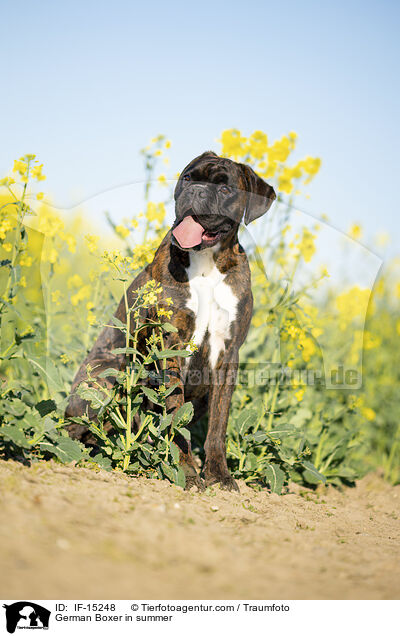 Deutscher Boxer im Sommer / German Boxer in summer / IF-15248