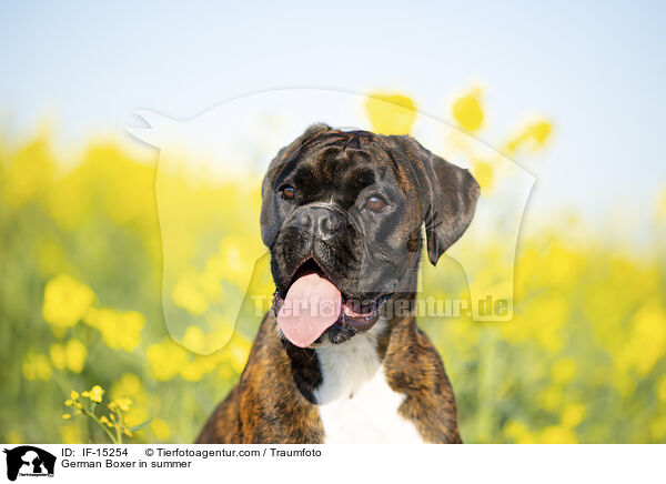 German Boxer in summer / IF-15254