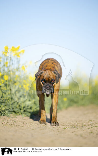 German Boxer in summer / IF-15256