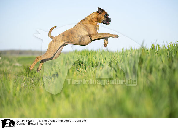German Boxer in summer / IF-15271