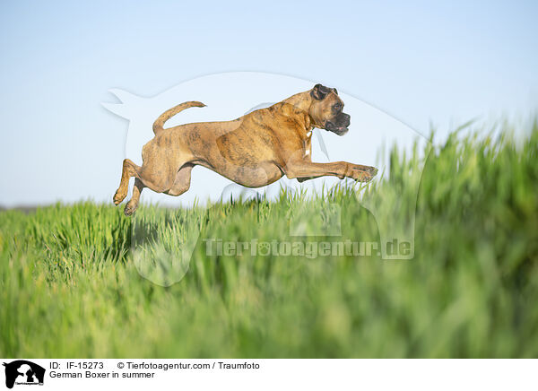 German Boxer in summer / IF-15273