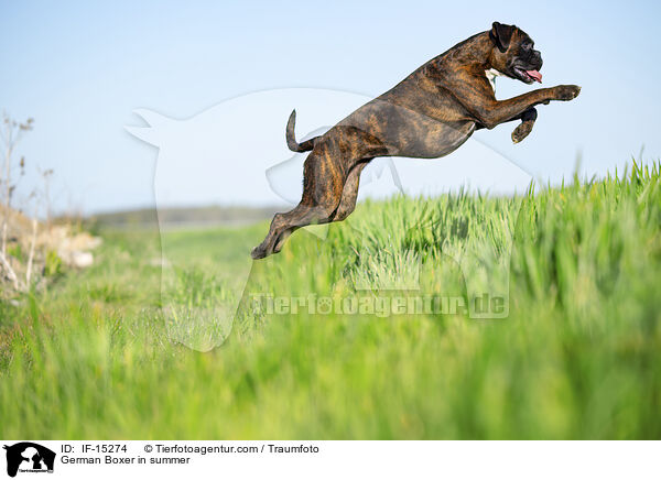 German Boxer in summer / IF-15274