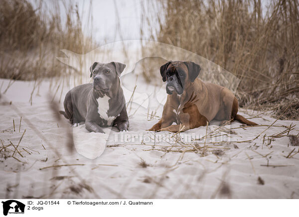 2 dogs / JQ-01544