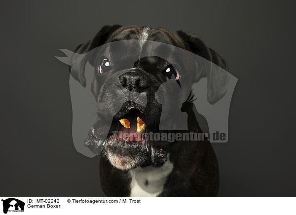 Deutscher Boxer / German Boxer / MT-02242