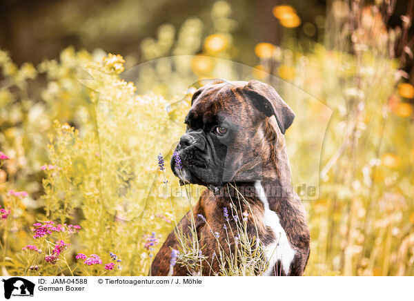 German Boxer / JAM-04588