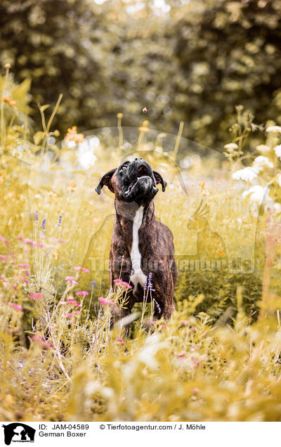 Deutscher Boxer / German Boxer / JAM-04589