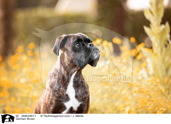 German Boxer / JAM-04611