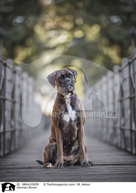 German Boxer / MAH-03859