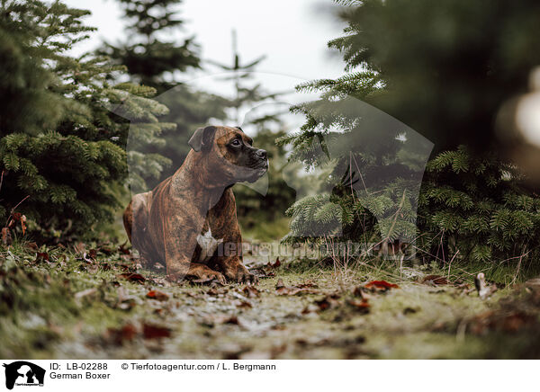 German Boxer / LB-02288