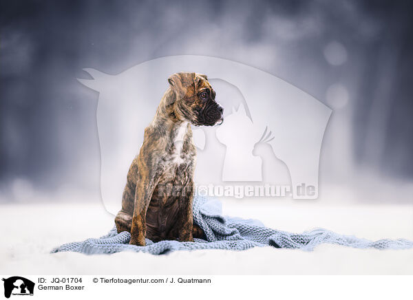German Boxer / JQ-01704