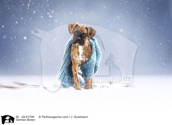 German Boxer / JQ-01706