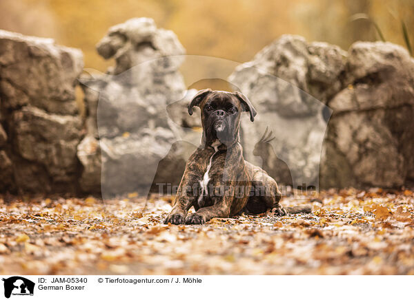 Deutscher Boxer / German Boxer / JAM-05340