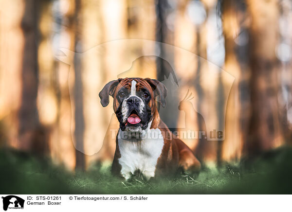 German  Boxer / STS-01261