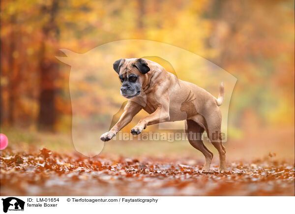 female Boxer / LM-01654