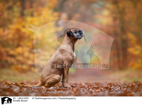 female Boxer / LM-01655