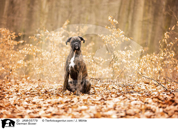 German Boxer / JAM-05779