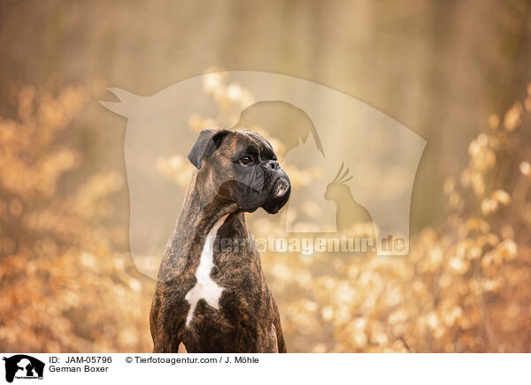 German Boxer / JAM-05796