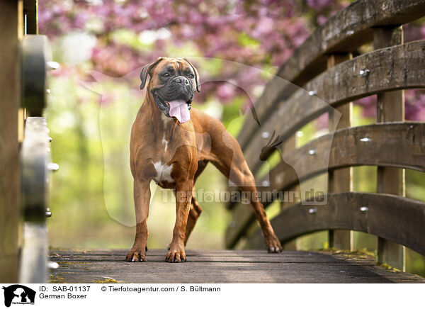 Deutscher Boxer / German Boxer / SAB-01137