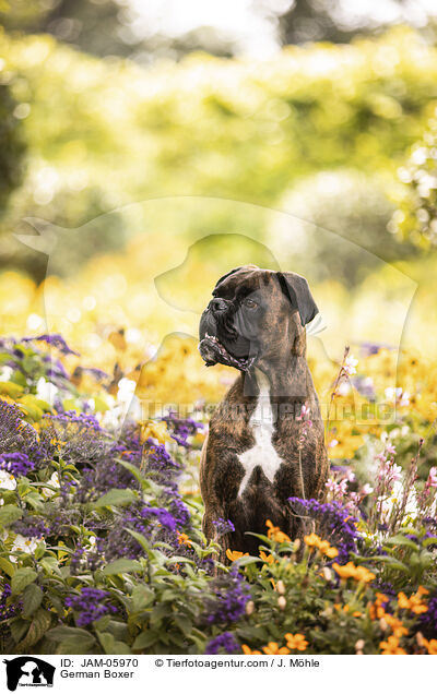 German Boxer / JAM-05970