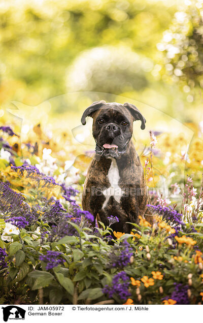 Deutscher Boxer / German Boxer / JAM-05972