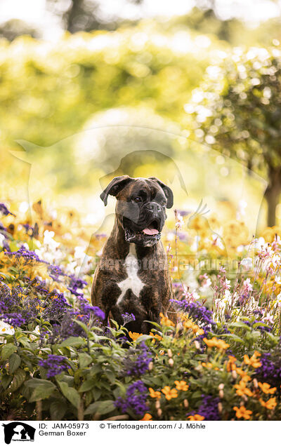 Deutscher Boxer / German Boxer / JAM-05973