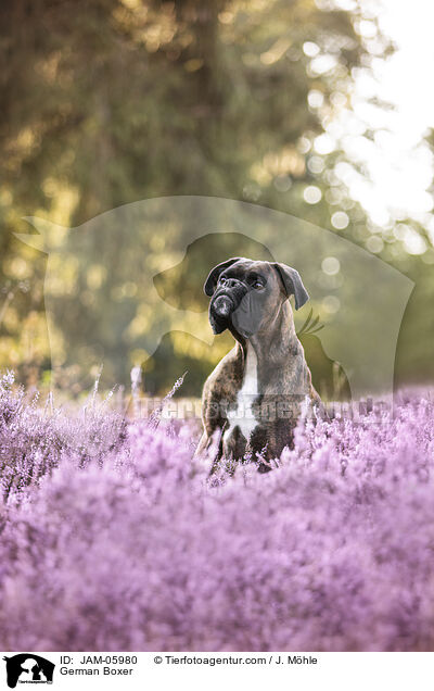 Deutscher Boxer / German Boxer / JAM-05980