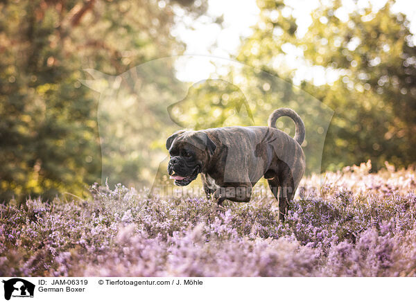 Deutscher Boxer / German Boxer / JAM-06319