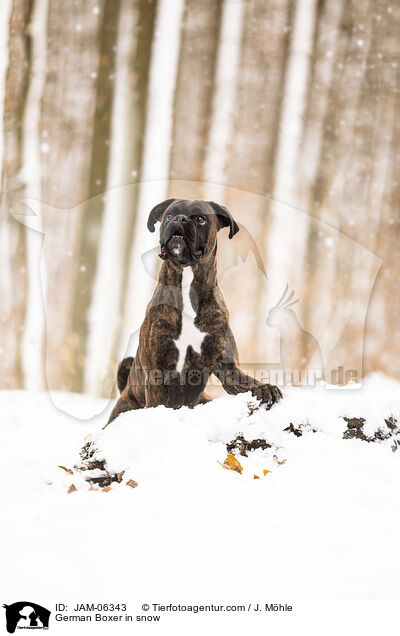 German Boxer in snow / JAM-06343