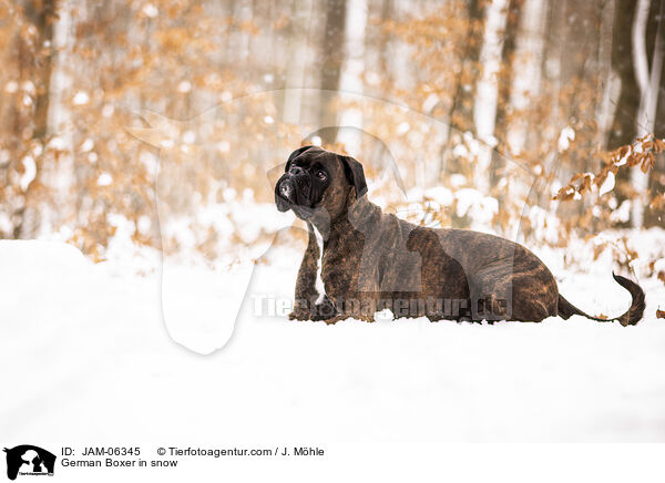 German Boxer in snow / JAM-06345