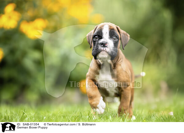 German Boxer Puppy / SAB-01354
