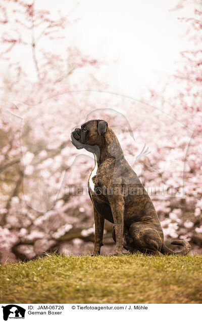 Deutscher Boxer / German Boxer / JAM-06726