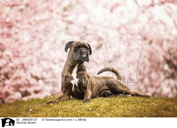 Deutscher Boxer / German Boxer / JAM-06727