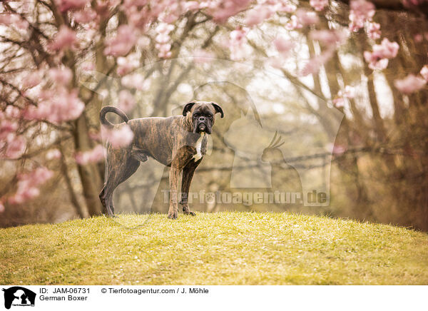 Deutscher Boxer / German Boxer / JAM-06731
