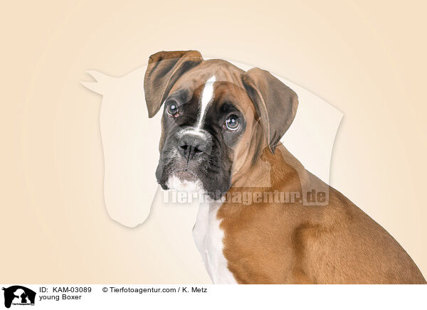 junger Boxer / young Boxer / KAM-03089