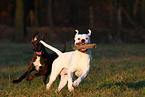 Boxer