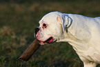 Boxer