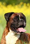 Boxer Portrait