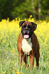 standing Boxer