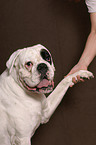 Boxer