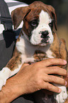 German Boxer Puppy