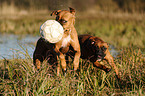 playing German Boxer
