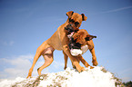 playing German Boxer