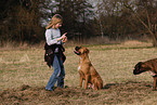 sitting German Boxer