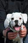 German Boxer Puppy