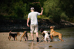 playing dogs