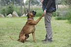 German Boxer gives paw