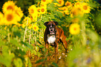German Boxer