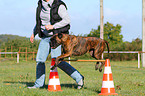 German Boxer
