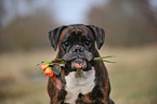 retrieving German Boxer