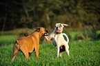 2 dogs